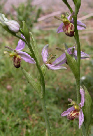 wp7f2eab6a_0f.jpg