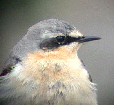 wpab0632f0_0f.jpg